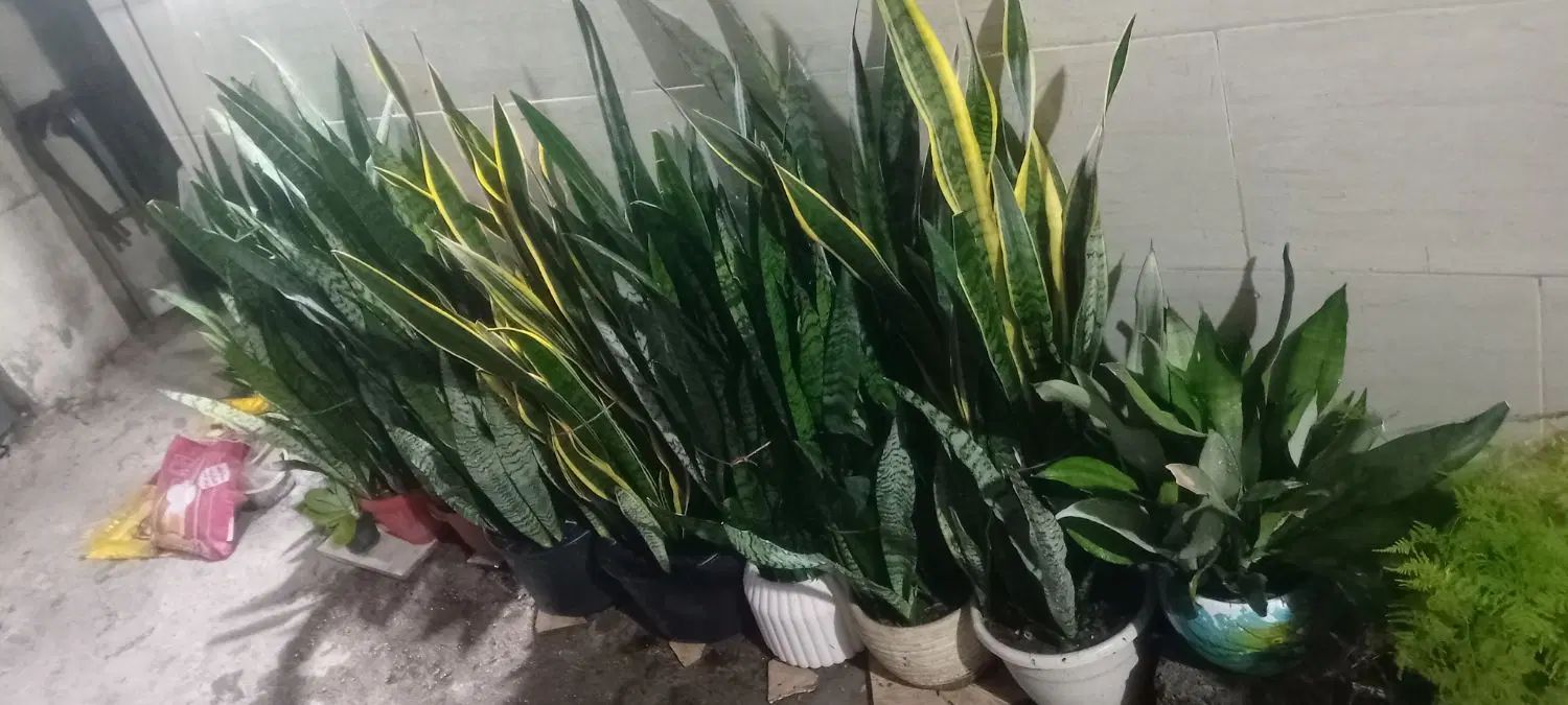 بالای صدعدد بوته سانسوریا باگلدان فقط ۵۰۰۰۰۰|گل و گیاه طبیعی|رشت, پل تالشان|دیوار