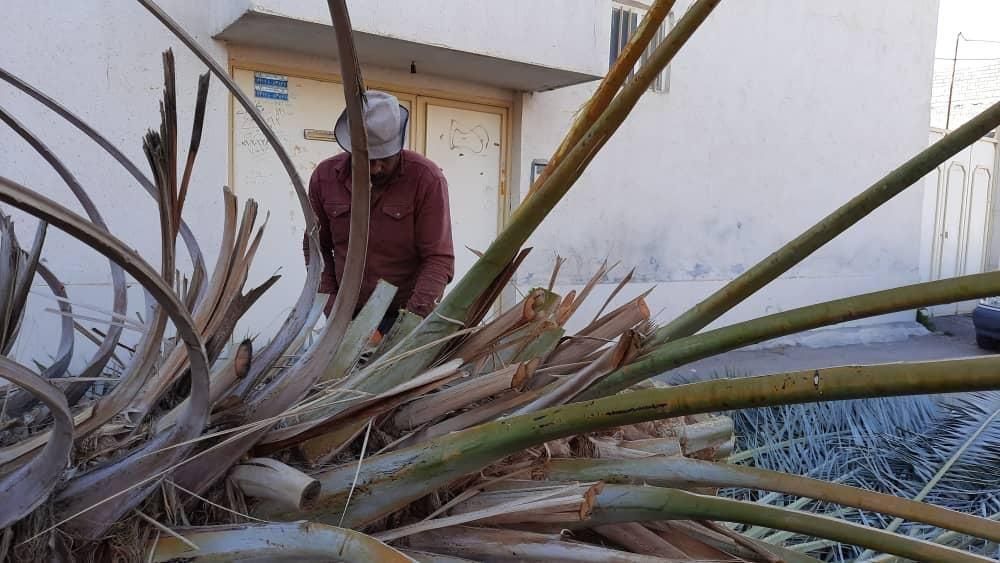 قطع وخریداری نخل و مرکبات|خدمات باغبانی و درختکاری|جهرم, |دیوار