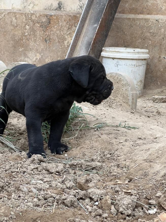 توله canecorsoکن کورسو مشکی ماده|سگ|چهارباغ, |دیوار
