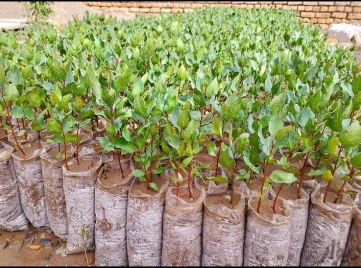 فروش نهال پسته یک ساله|خدمات باغبانی و درختکاری|چناران, |دیوار