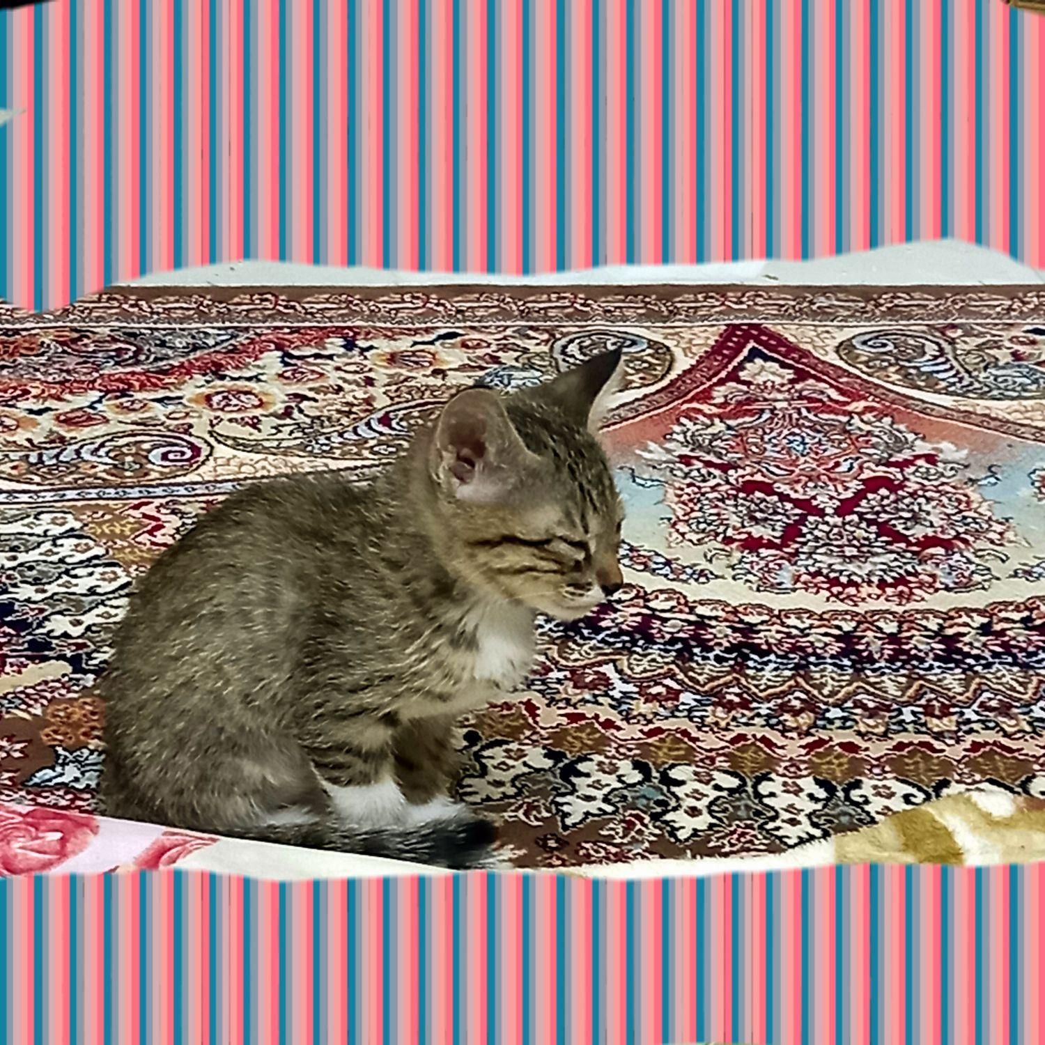 گربه ۲ ماه DSH|گربه|مشهد, کارمندان دوم|دیوار