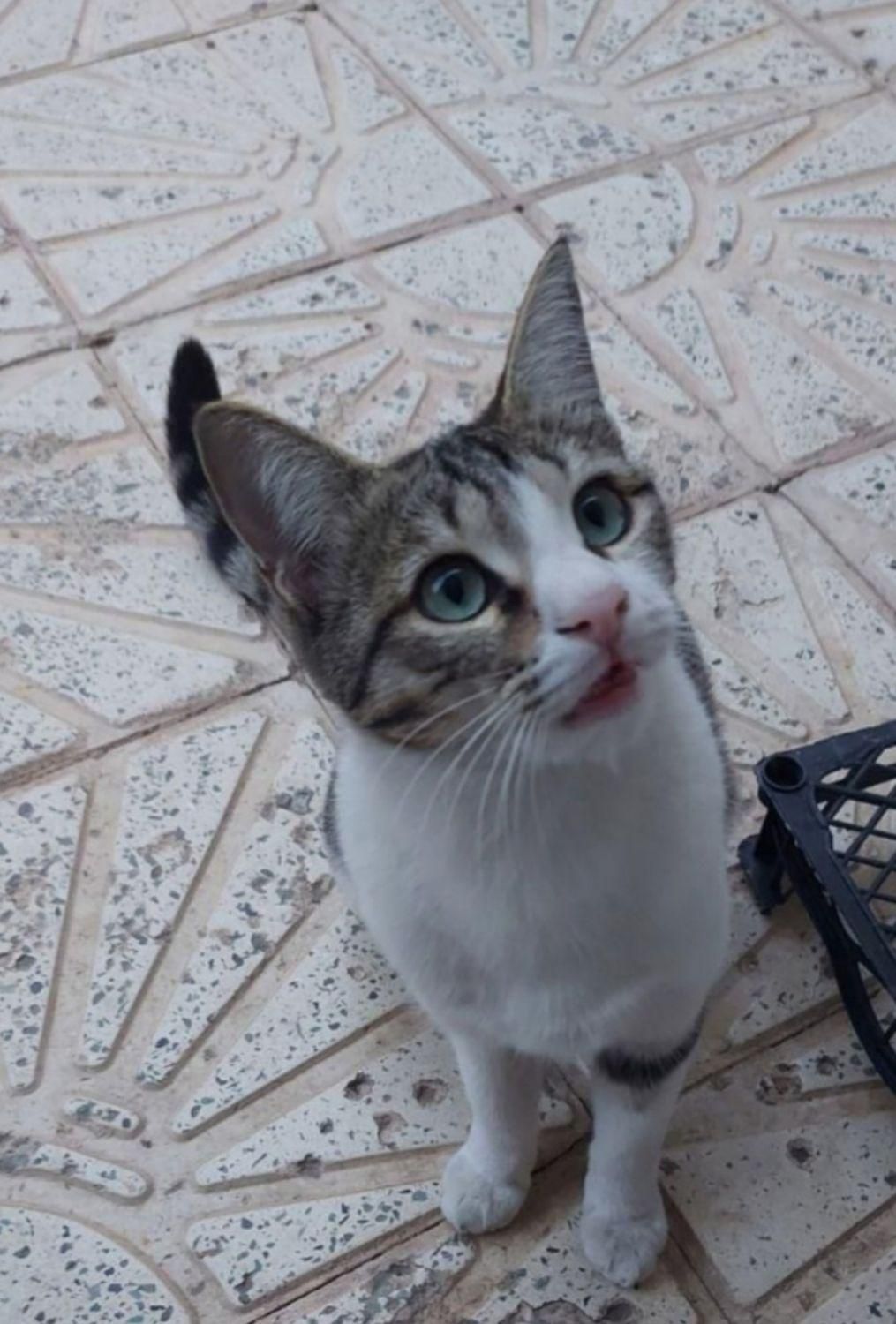 گربه ماده گمشده قم،بوستان الغدیر،بلوارغدیر،پردیسان|حیوانات|قم, پردیسان|دیوار