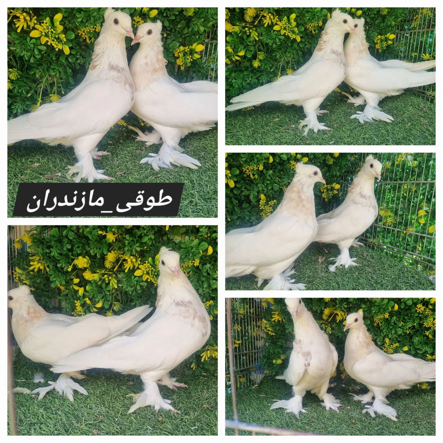 کبوتر طوقی کاکلی پاپر مازندران توضیحات بخون|پرنده|آمل, |دیوار