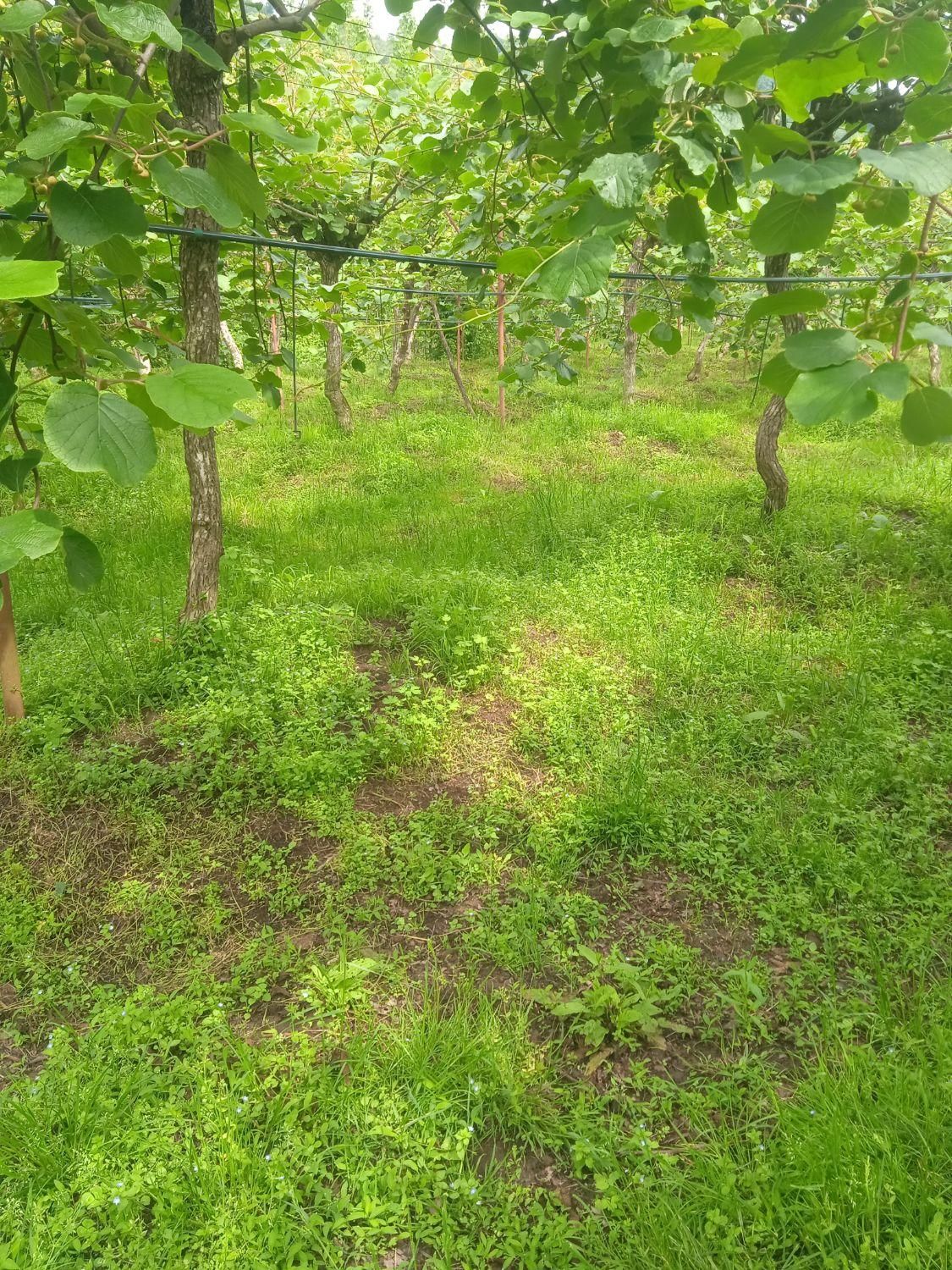 فروش زمین 350|فروش زمین و ملک کلنگی|آستارا, |دیوار