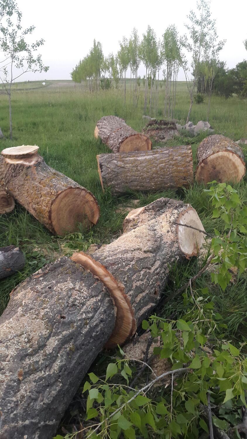 خرد چوب ودرخت|خدمات باغبانی و درختکاری|اردبیل, |دیوار