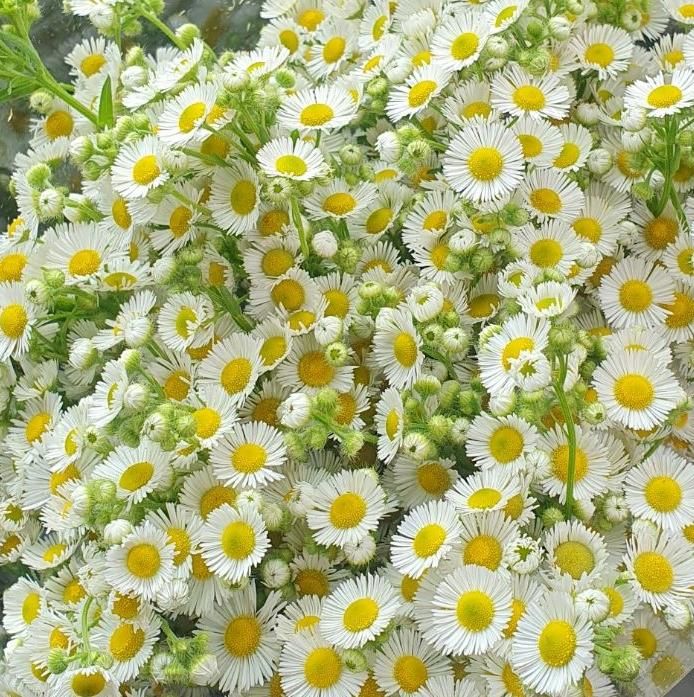 گل بابونه|گل و گیاه طبیعی|رشت, منظریه|دیوار