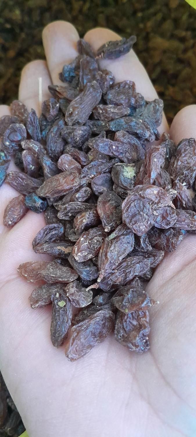 کشمش آفتابی تمیز و شیرین|خوردنی و آشامیدنی|مشهد, کوی المهدی|دیوار