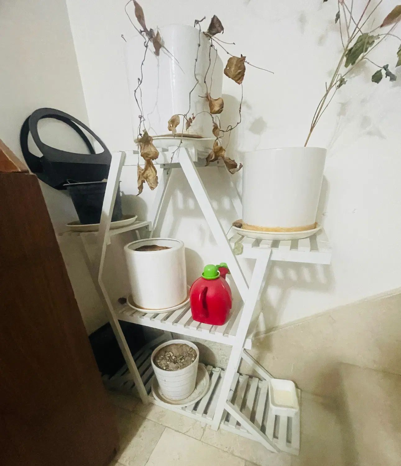 استند گلدان|گل و گیاه طبیعی|مشهد, بهارستان|دیوار