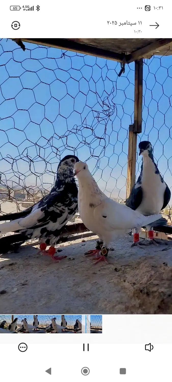 کفتر ساده افشون|پرنده|مشهد, شهید معقول|دیوار