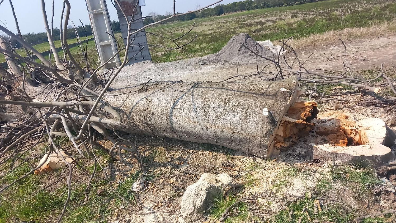 هرس درخت وتمیز کاری باغ باغچه ویلا|خدمات باغبانی و درختکاری|بابل, |دیوار