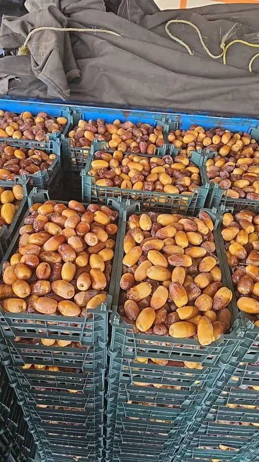 رطب کبکاب درجه یک به شرط|خوردنی و آشامیدنی|اصفهان, باغ فردوس|دیوار