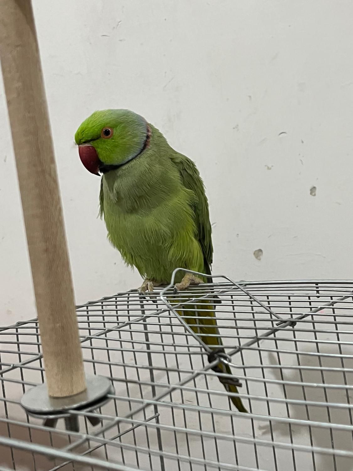 طوطی ملنگو|پرنده|مبارکه, |دیوار