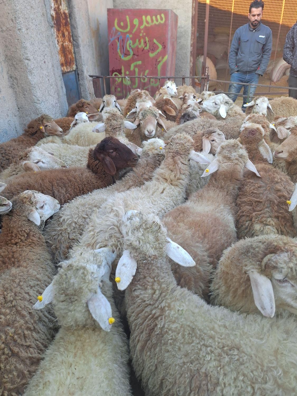 گوسفند زنده در تمام نقاط کرج باقصاب|حیوانات مزرعه|کرج, باغستان|دیوار