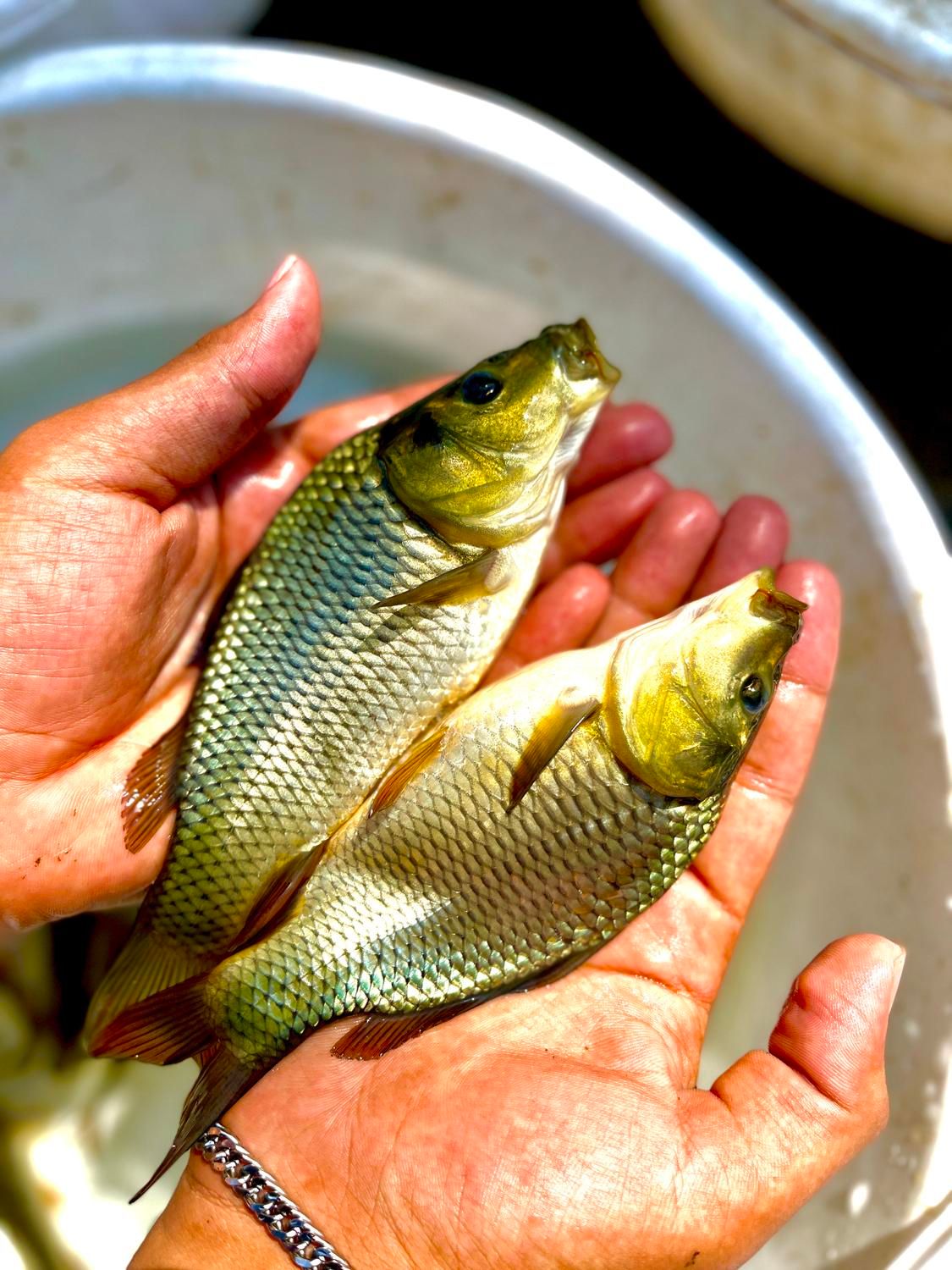 دستگاه هواده اسپلش کپور فیتوفاک آمور|ماهی|قم, آزادگان|دیوار