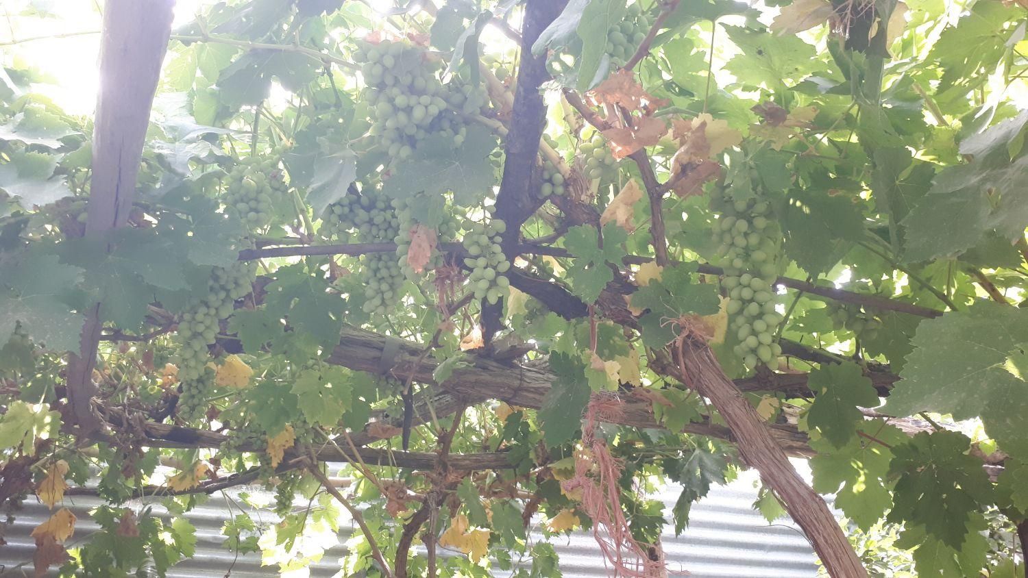 روستای تاج خاتون باغچه جهت مسکونی و تجاری|فروش دفتر صنعتی، کشاورزی، تجاری|قم, بنیاد|دیوار