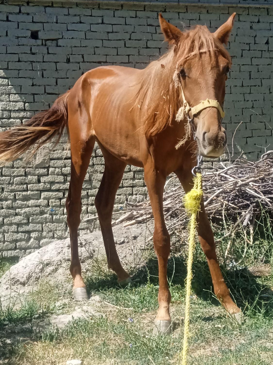 اسب نره جوان|اسب و تجهیزات اسب‌سواری|شیروان (خراسان), |دیوار