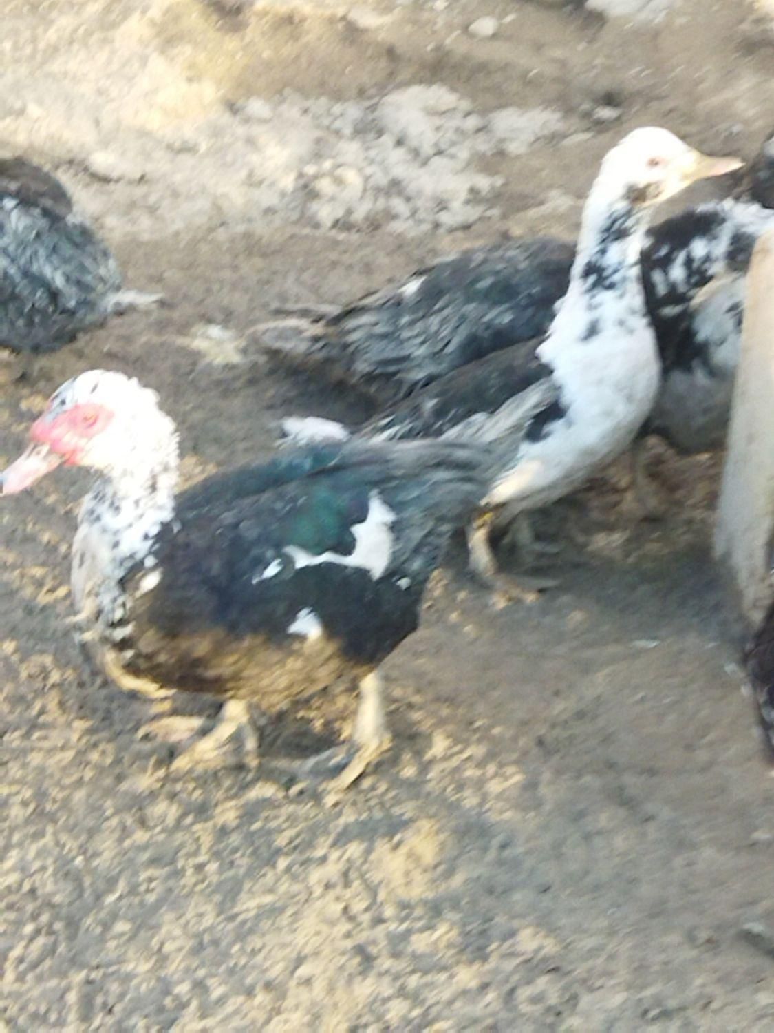 بز ،غاز ،بوقلمون ،اردک روسی|حیوانات مزرعه|نظرآباد, |دیوار