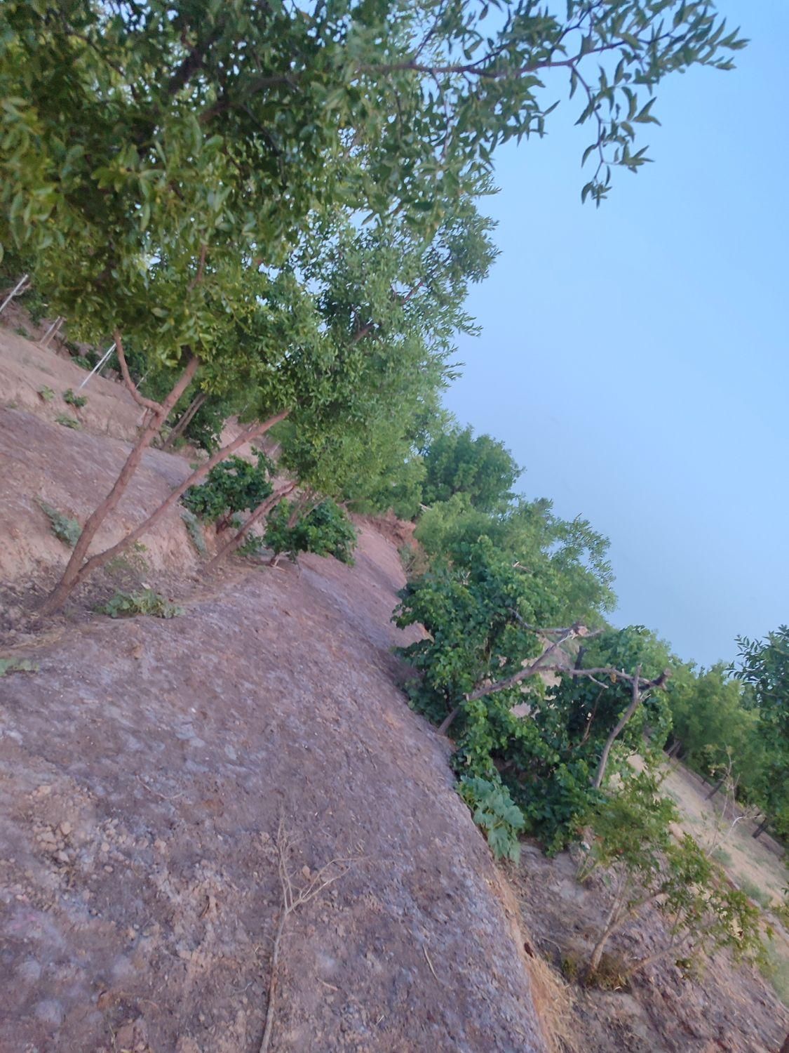تصویر 6