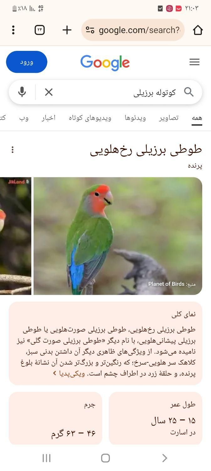 کوتوله خوشکل ۲ عدد|پرنده|تربت جام, شهید غلام زاده|دیوار