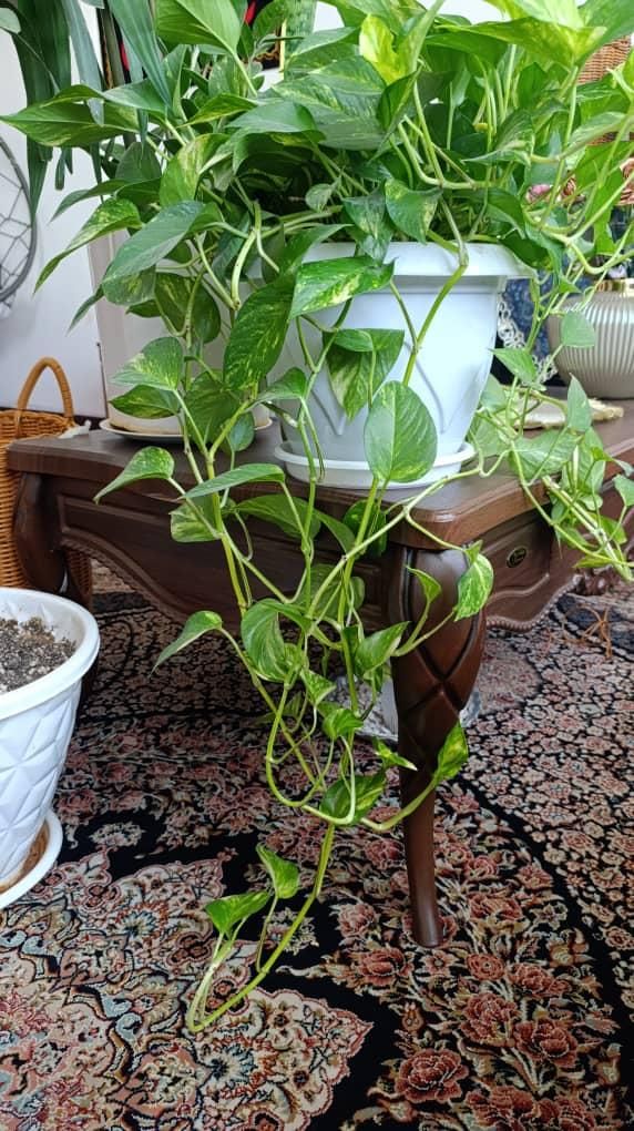 گل طبیعی|گل و گیاه طبیعی|فولادشهر, B6|دیوار