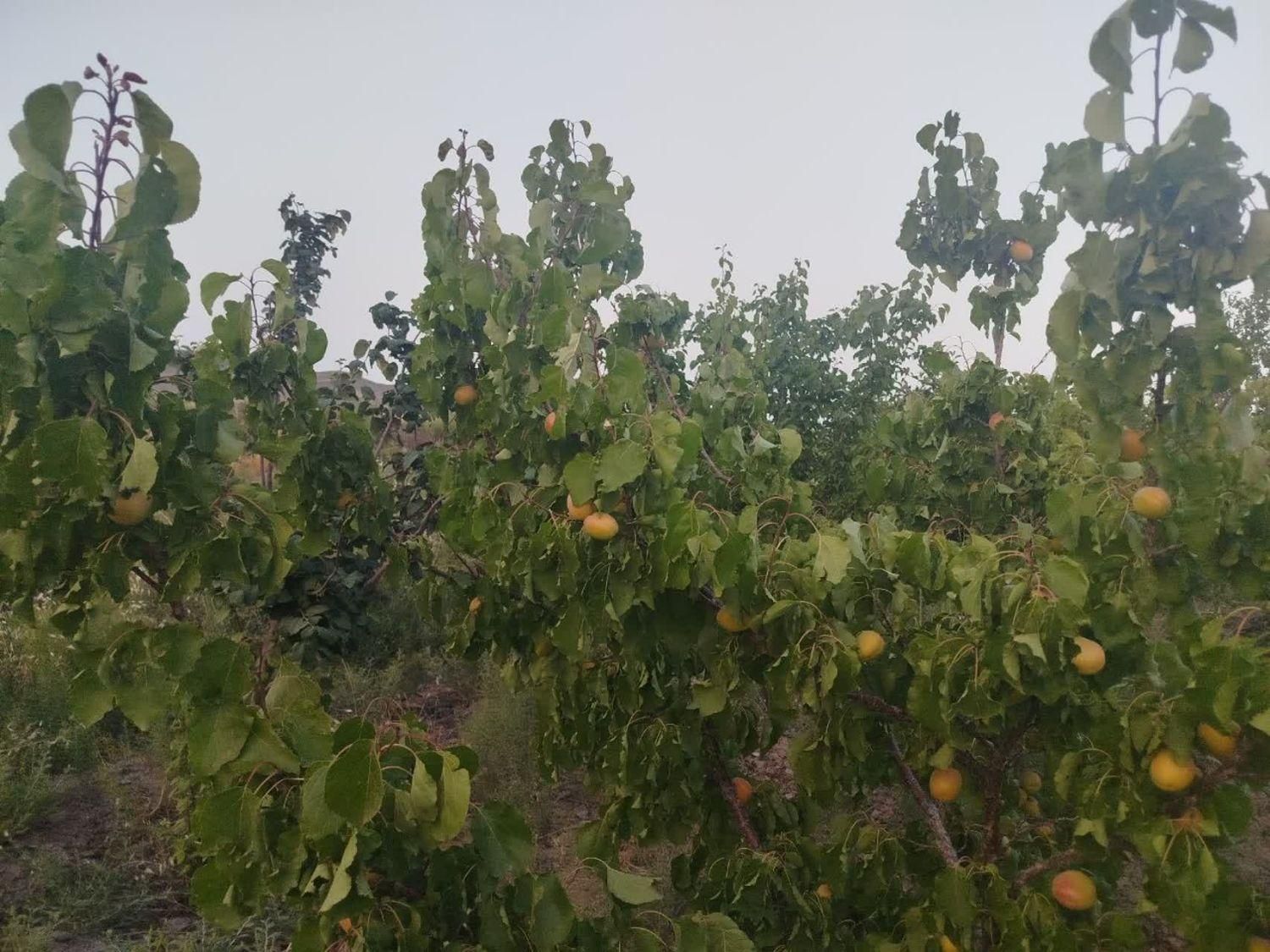 فروش زمین ۶۰۰ متری در روستای زواریان|فروش زمین و ملک کلنگی|سلفچگان, |دیوار