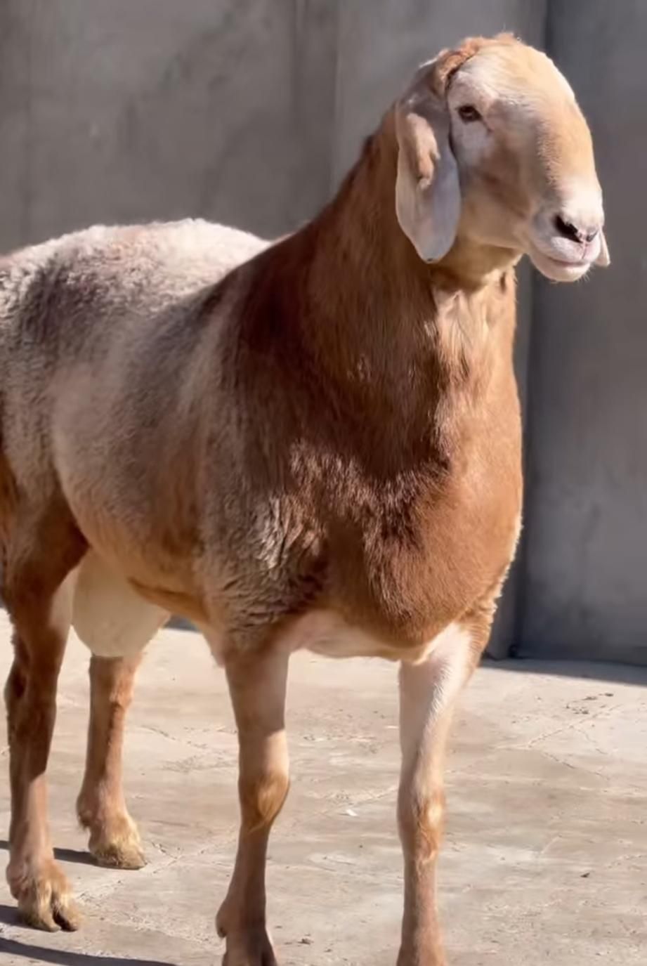 ذبح و قصابی گوسفند در محل|خدمات پذیرایی، مراسم|اردبیل, |دیوار