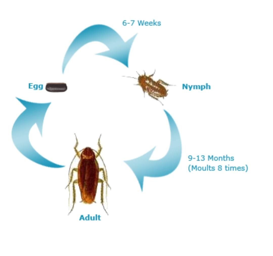 سمپاشی سوسک،ساس کل حشرات باضمانت سم پاشی|خدمات نظافت|تهران, هروی|دیوار