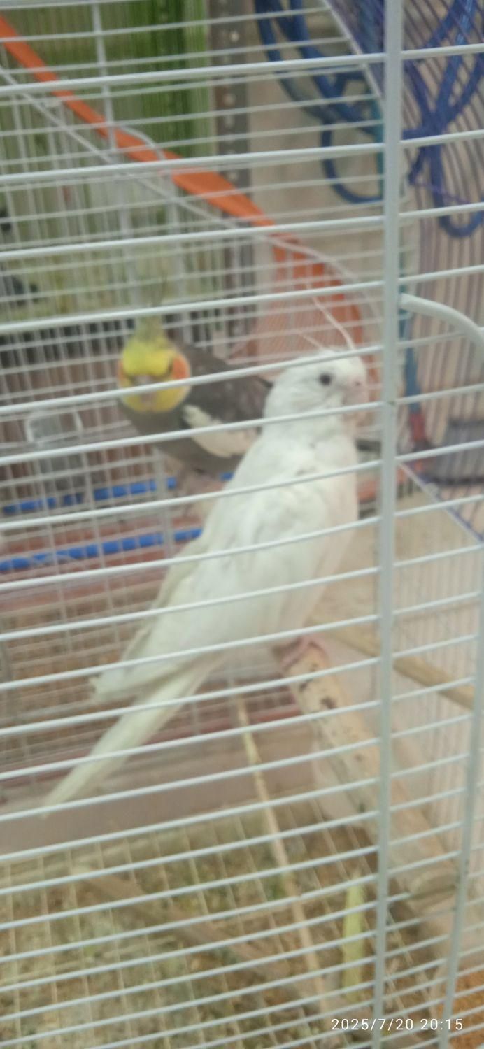 عروس هلندی طوطی فنچ مرغ عشق قناری و کلیه پرندها|پرنده|بوشهر, |دیوار