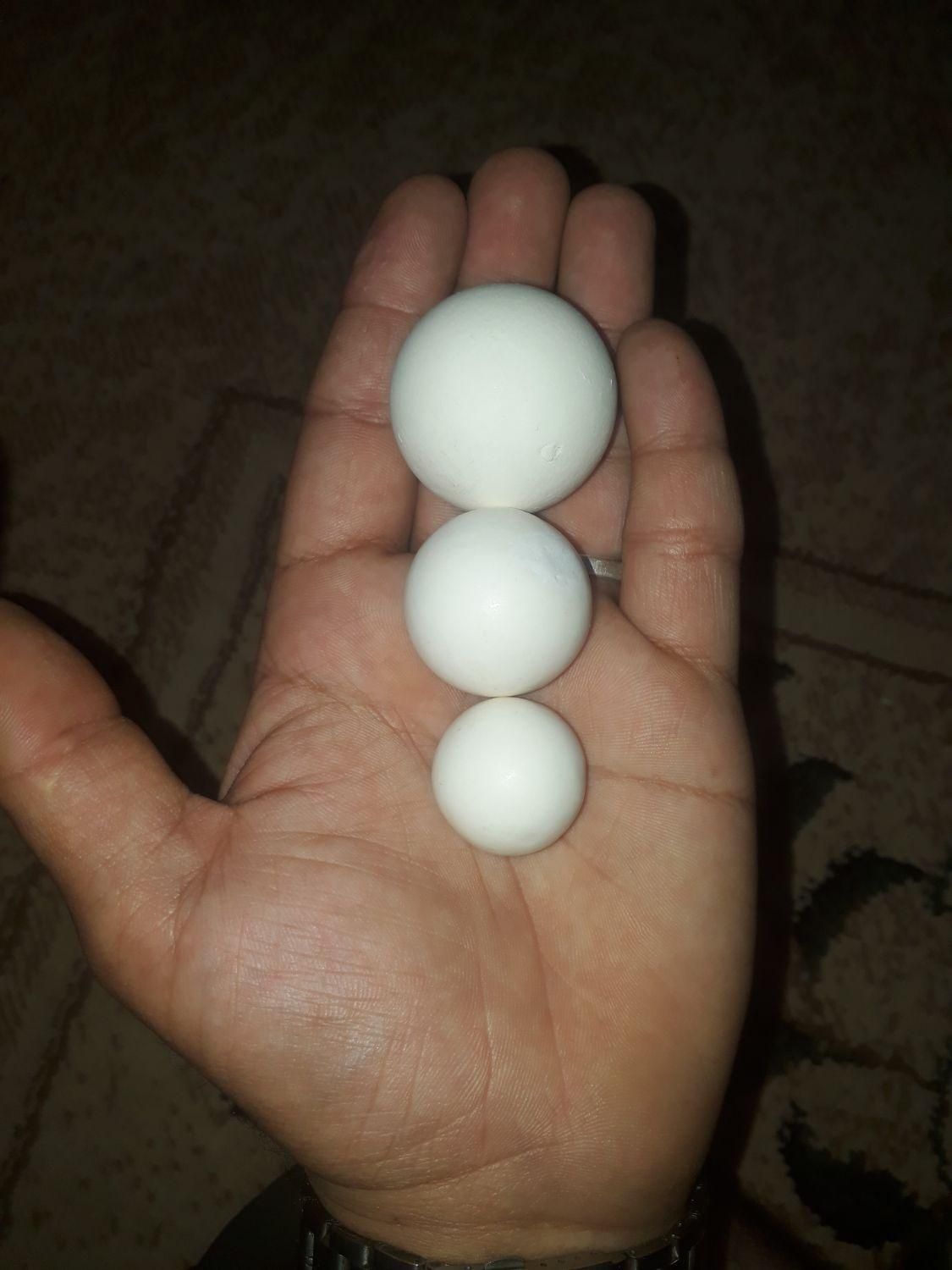 تیله سنگی|کلکسیون و سرگرمی|مرودشت, فاز اول شهرک فرهنگیان|دیوار