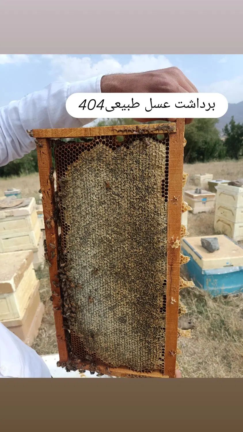 عسل کردستان|خوردنی و آشامیدنی|تهران, دربند|دیوار