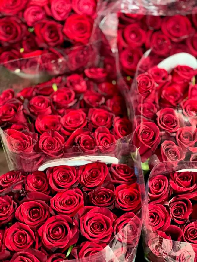 رز هلندی گرید بالا و تازه بار مستقیم از بازار|گل و گیاه طبیعی|تهران, بازار|دیوار
