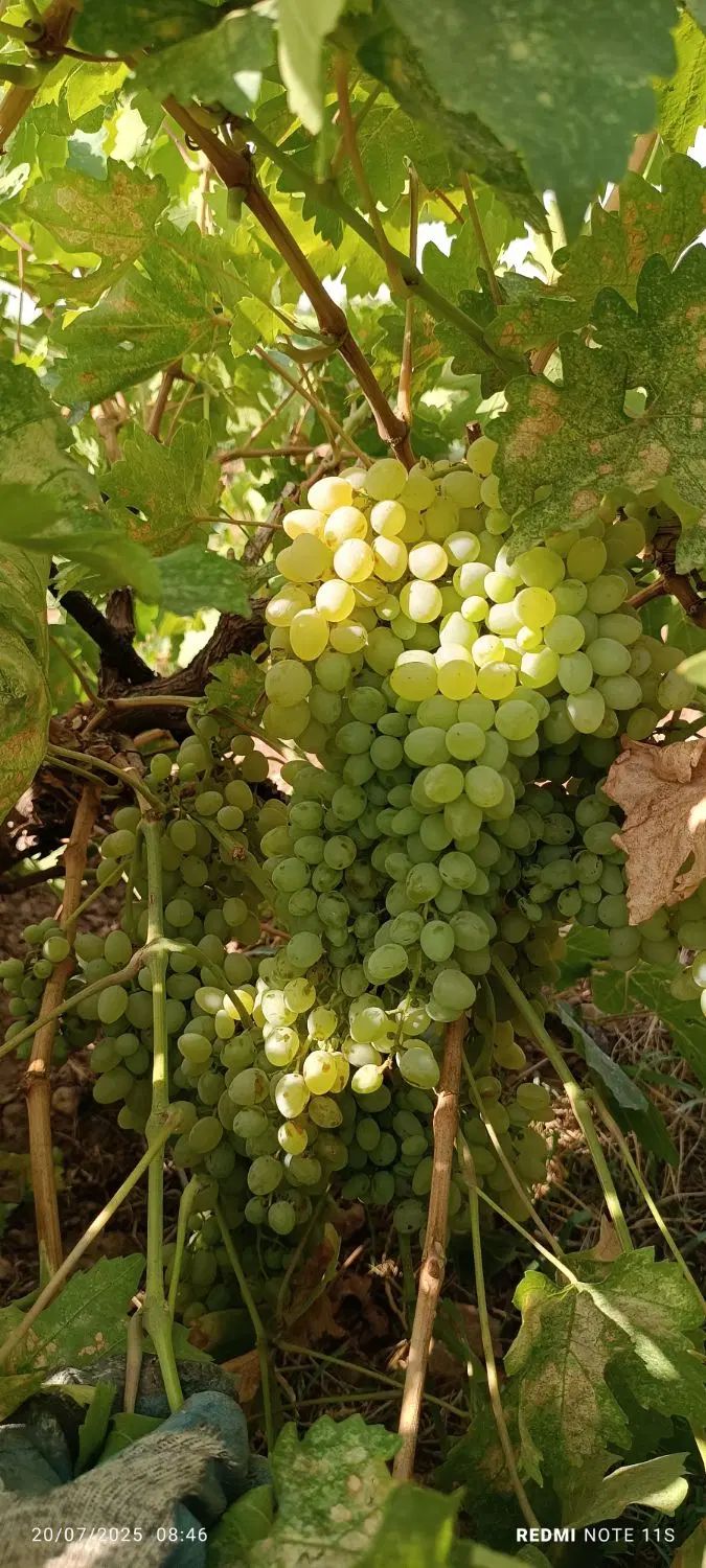 باغ|فروش زمین و ملک کلنگی|زرنه, |دیوار