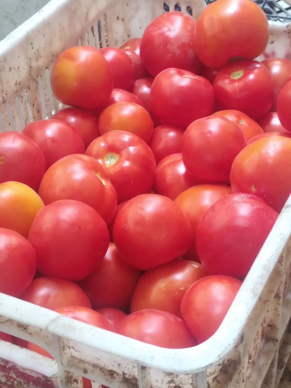گوجه|خوردنی و آشامیدنی|مشهد, کوی المهدی|دیوار