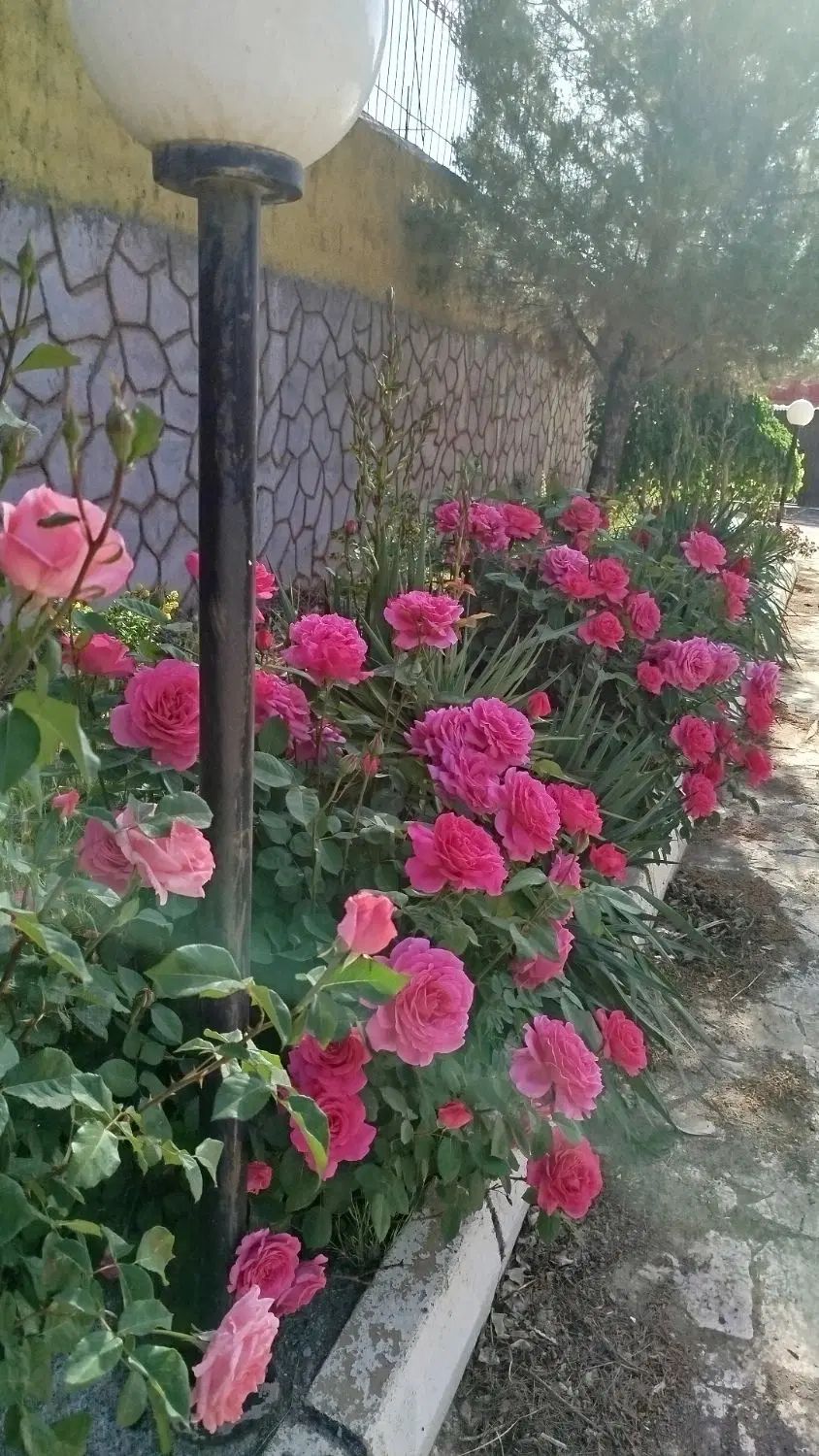 دعوت به همکاری سوله 150متر|اجارهٔ دفتر صنعتی، کشاورزی، تجاری|مشهد, کوشک مهدی|دیوار