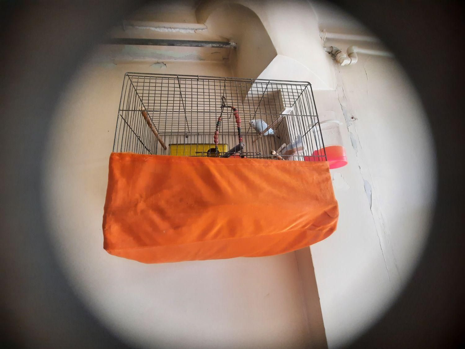 مرغ وعشق|پرنده|قزوین, |دیوار