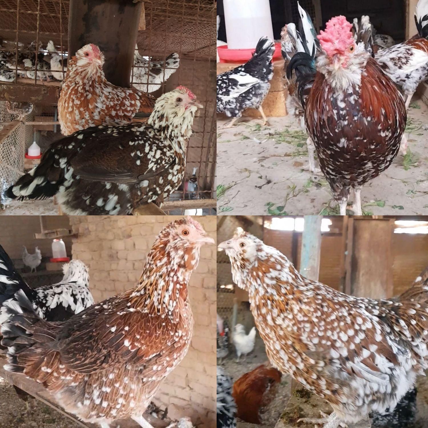 تخم نطفه دار مرغ و خروس گلین لری|حیوانات مزرعه|شریفآباد, |دیوار