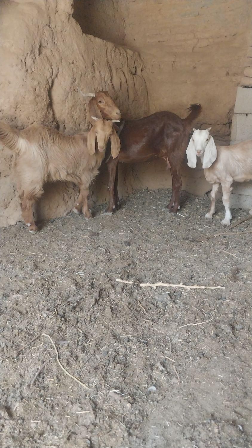 میش بره نر بره ماده بزکره نرکره ماده|حیوانات مزرعه|کرمان, |دیوار