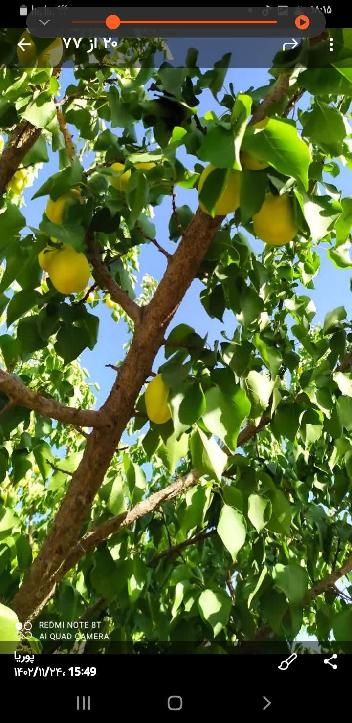 فروش یااجاره ۱واحد دامداری در مجتمع دامداران بروجن|فروش دفتر صنعتی، کشاورزی، تجاری|بروجن, |دیوار