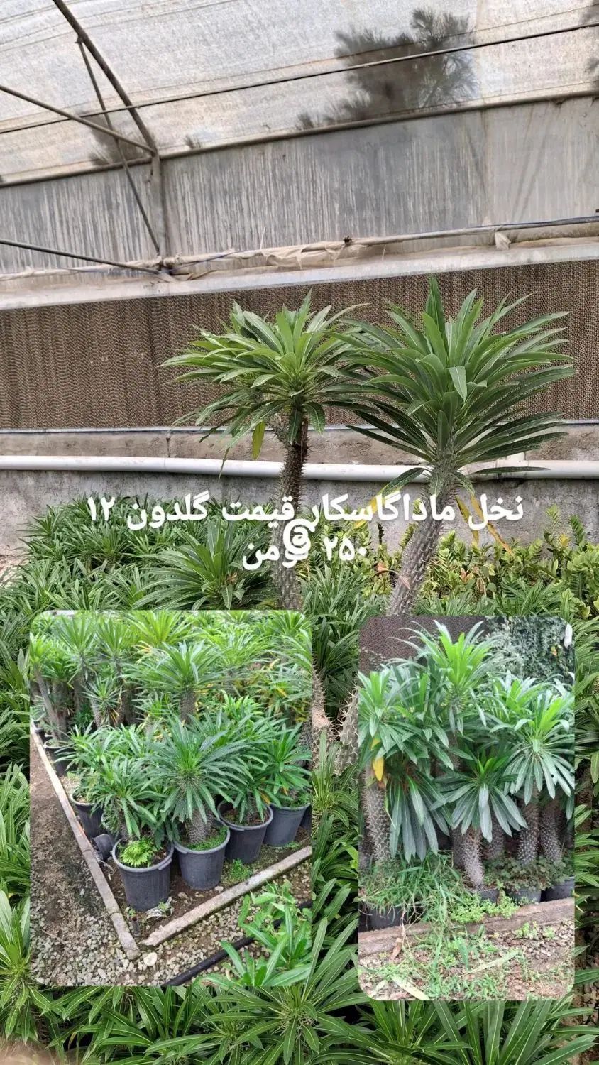 کلیه گل ها به قیمت عمده  به صورت تکی به فروش میرسد|گل و گیاه طبیعی|ماهدشت, |دیوار