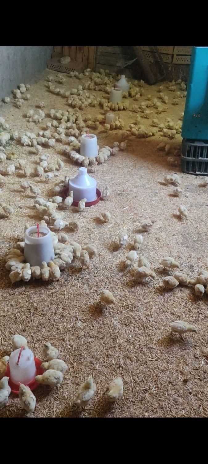 جوجه واکسن خورده (راس)نژاد گوشتی|حیوانات مزرعه|قم, آزادگان|دیوار
