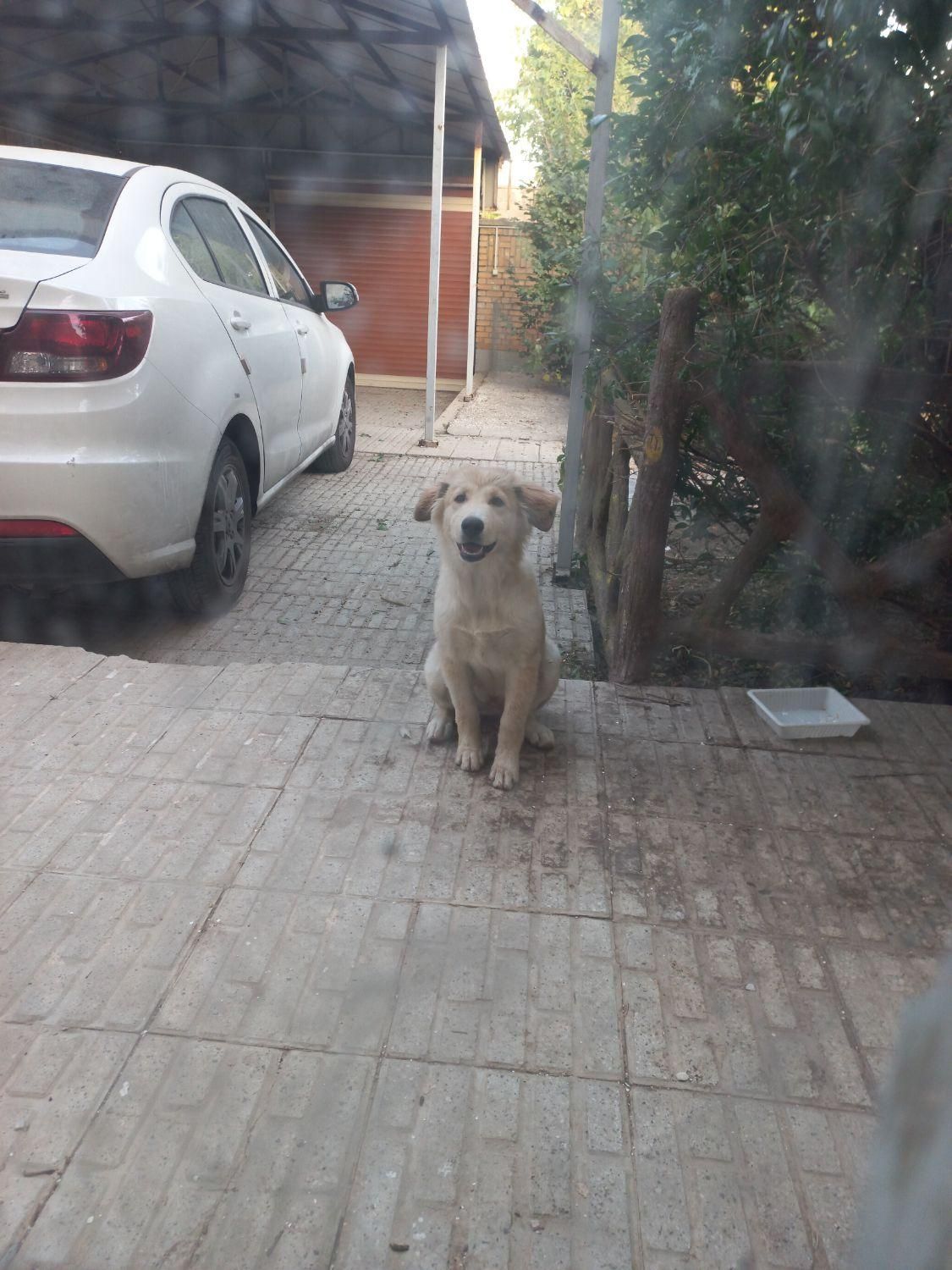 واگذاری توله گلدن ماده۷ماهه|سگ|مهاجران, |دیوار