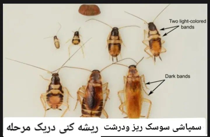 سمپاشی صددرصدتضمینی سم پاشی سوسک وساس و...|خدمات نظافت|تهران, آذری|دیوار