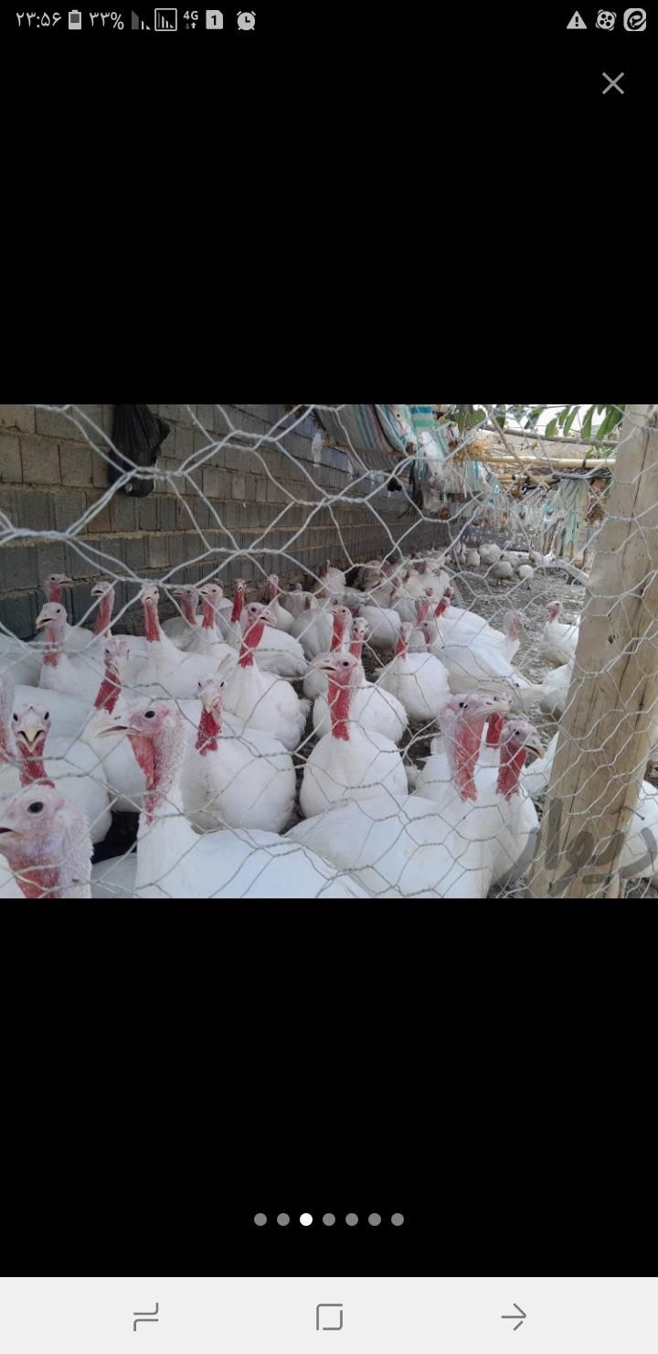 بوقلمون سفید اورگانیک|حیوانات مزرعه|همدان, |دیوار