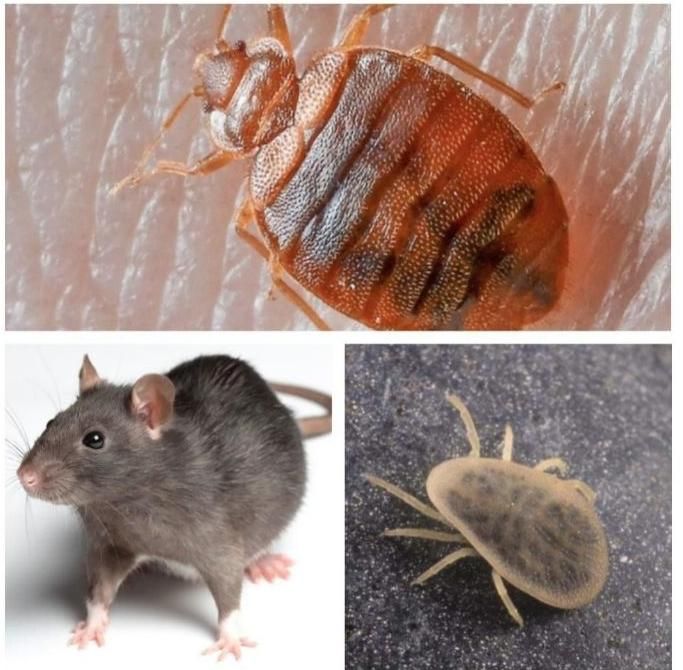 سمپاشی (۴فصـل)سم پاشی (پردیسان وباجـک)شهرک فاطمیه|خدمات نظافت|قم, زاویه|دیوار