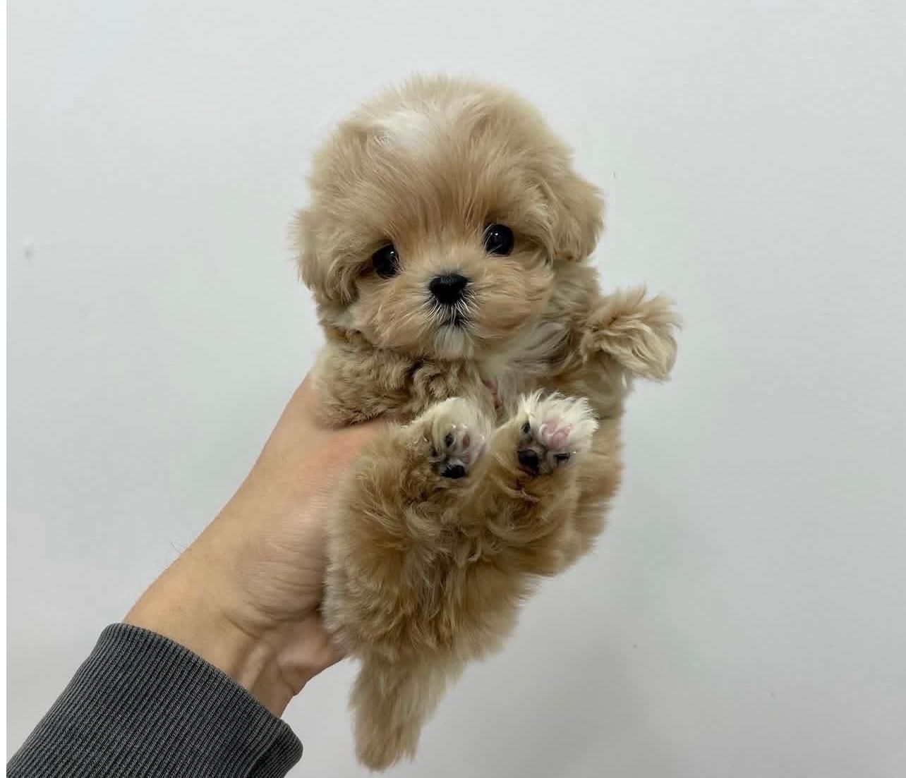 سگ خانگی اپارتمانی مینی پودل مالتیزی|سگ|تهران, منیریه|دیوار