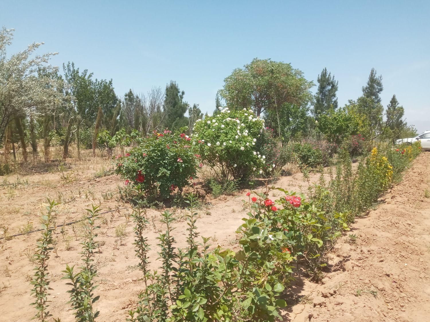باغچه 1000متری سنددار سهیلیه نزدیک زعفرانیه|فروش زمین و ملک کلنگی|کرج, فاز ۲ مهرشهر|دیوار