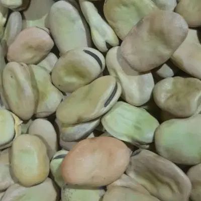 فروش باقلا خشک درجه یک به شرط پخت بدون پشه|خوردنی و آشامیدنی|تهران, تهرانپارس شرقی|دیوار
