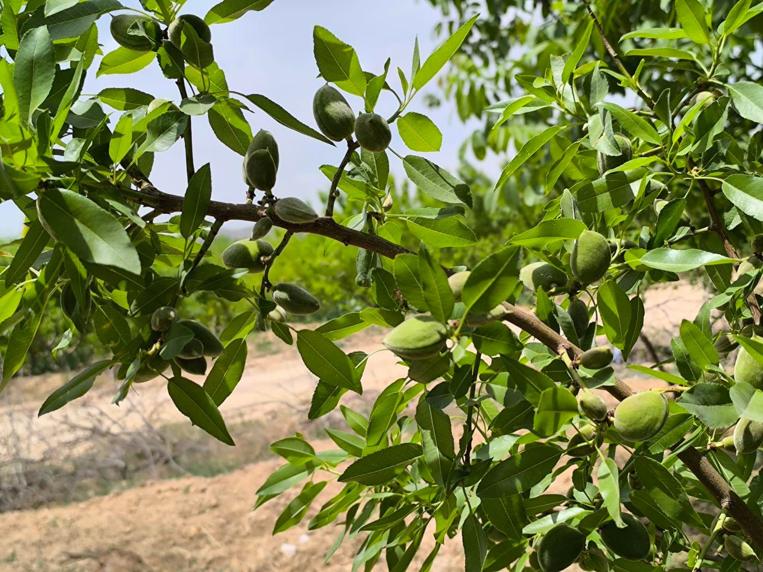 باغ گیلاس و باددام|فروش زمین و ملک کلنگی|اصفهان, آزادگان|دیوار