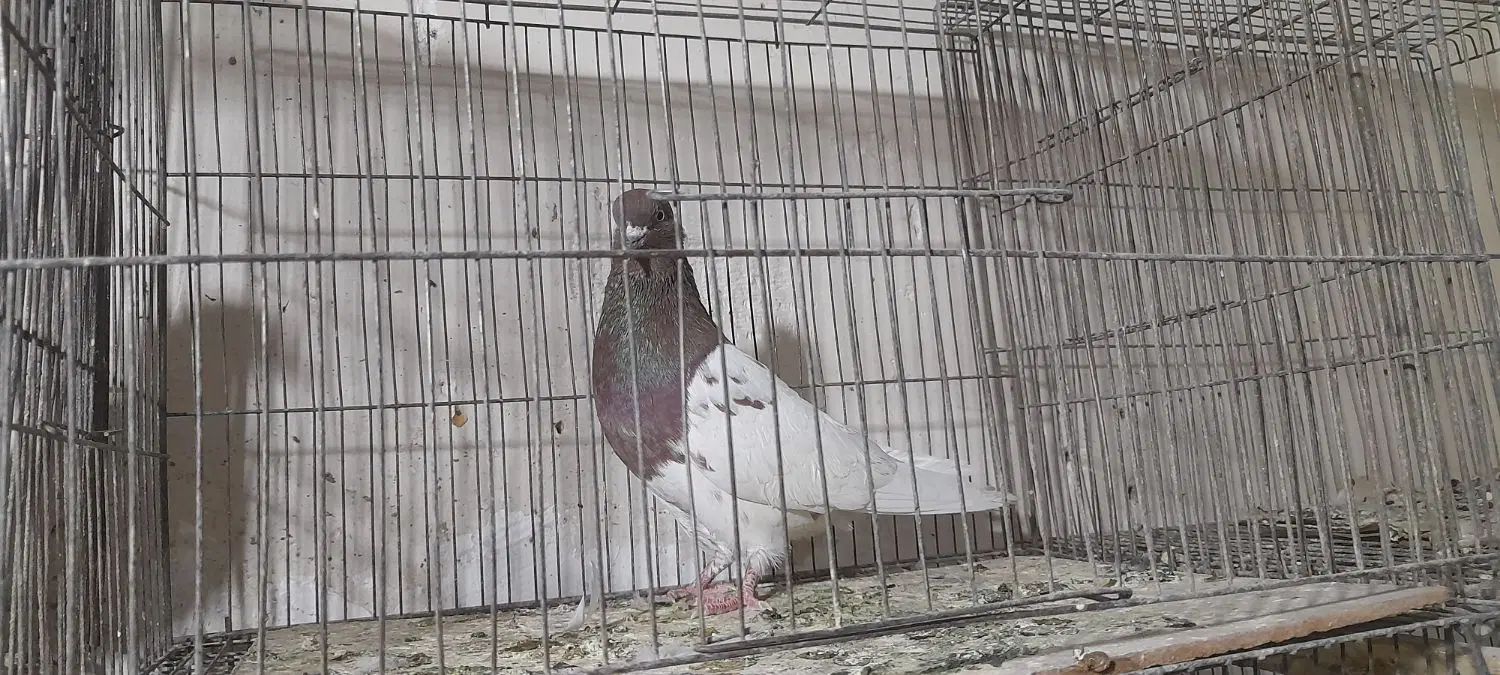 کبوتر کفتر دمگیر طوقی سینه ای|پرنده|اصفهان, شیخ اشراق|دیوار