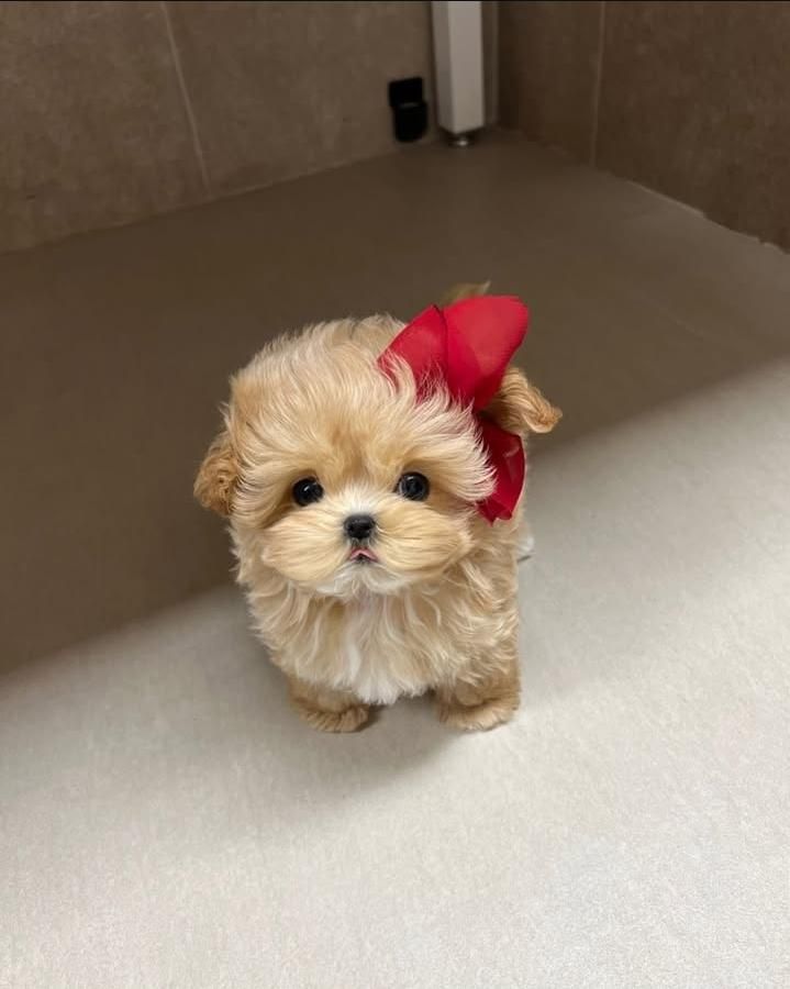 سگ گوگولی اپارتمانی جیبی|سگ|تهران, جنتآباد جنوبی|دیوار